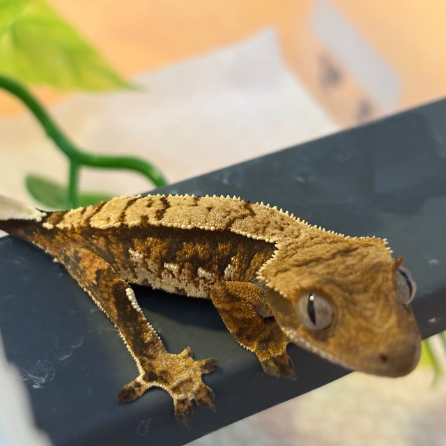 노멀 트라이 익스트림할리퀸