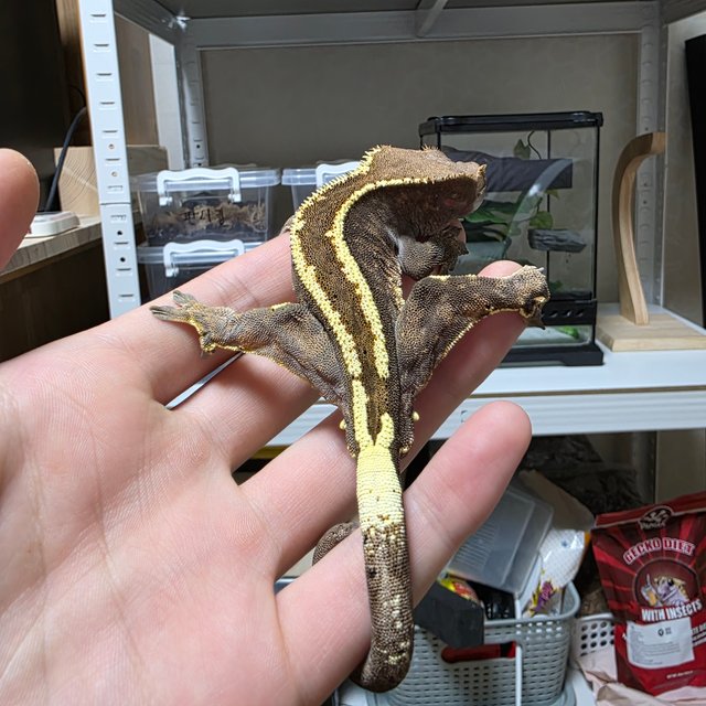 카푸치노 핀스트라이프