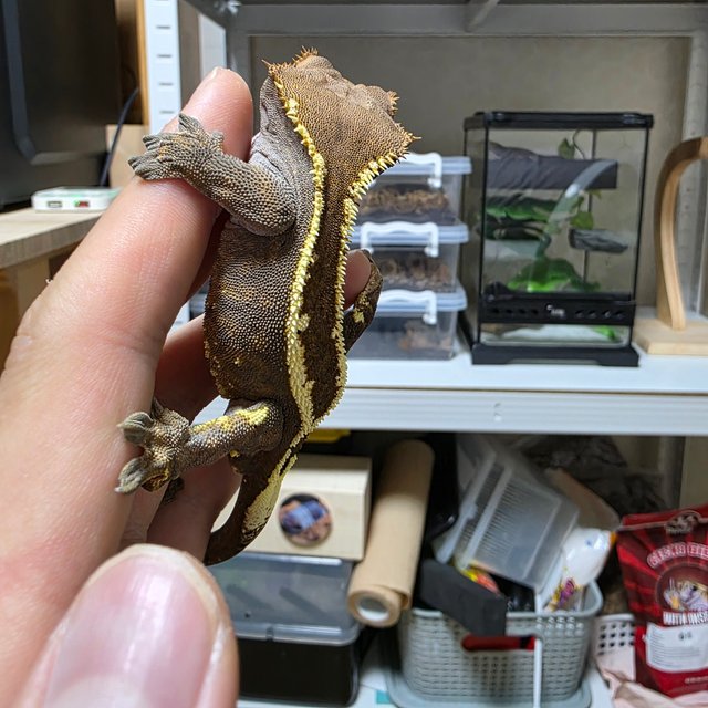 카푸치노 핀스트라이프