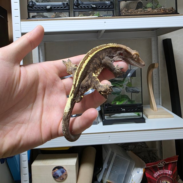 카푸치노 핀스트라이프