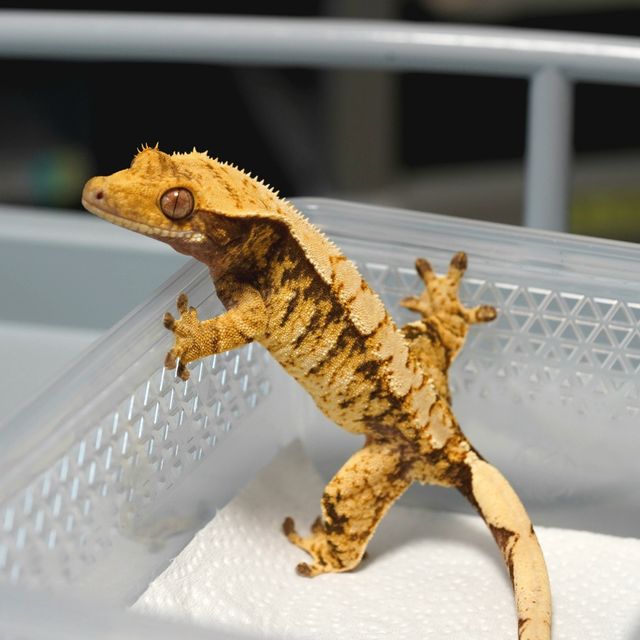 트라이