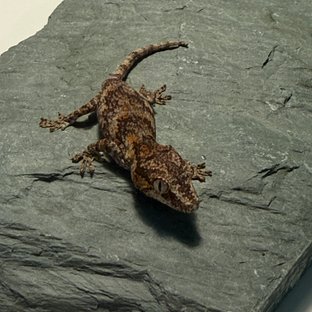 블로치드 오렌지