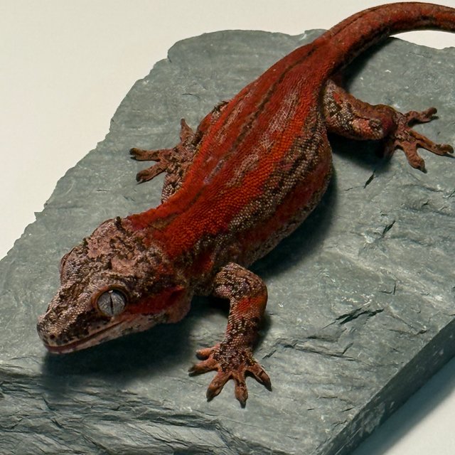 레드 스트라이프