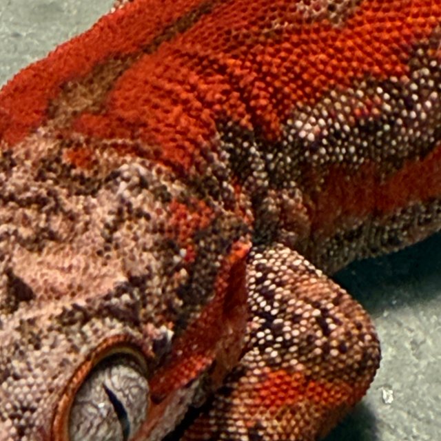 레드 스트라이프