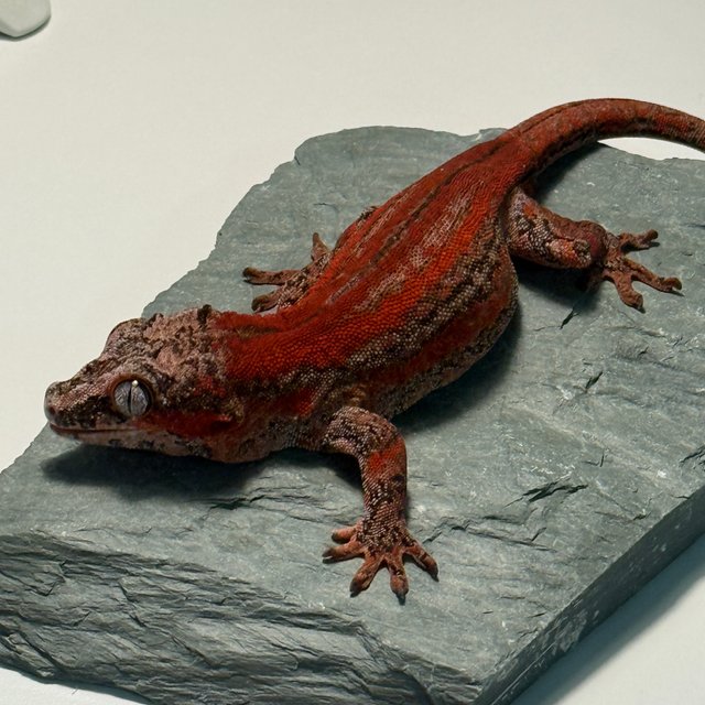 레드 스트라이프