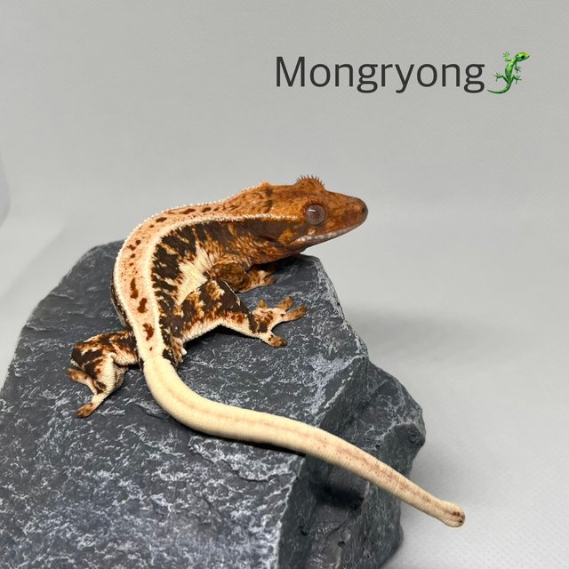 릴리100%헷아잔틱 트라이