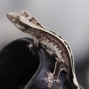 아잔틱
