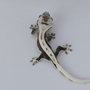 릴잔틱