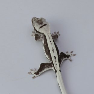 릴잔틱