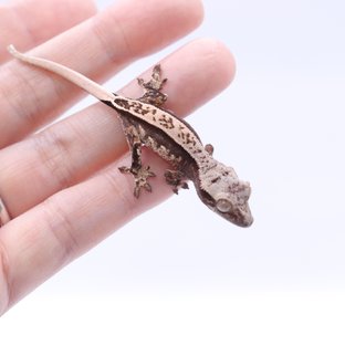 카푸치노 100%헷아잔틱