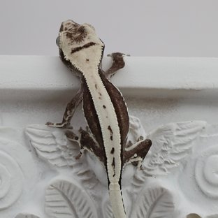 릴잔틱
