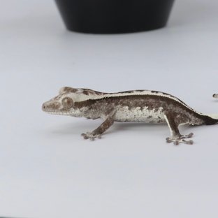 아잔틱