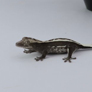 아잔틱