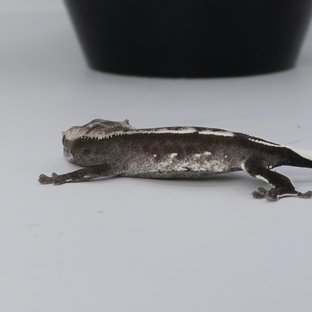 아잔틱