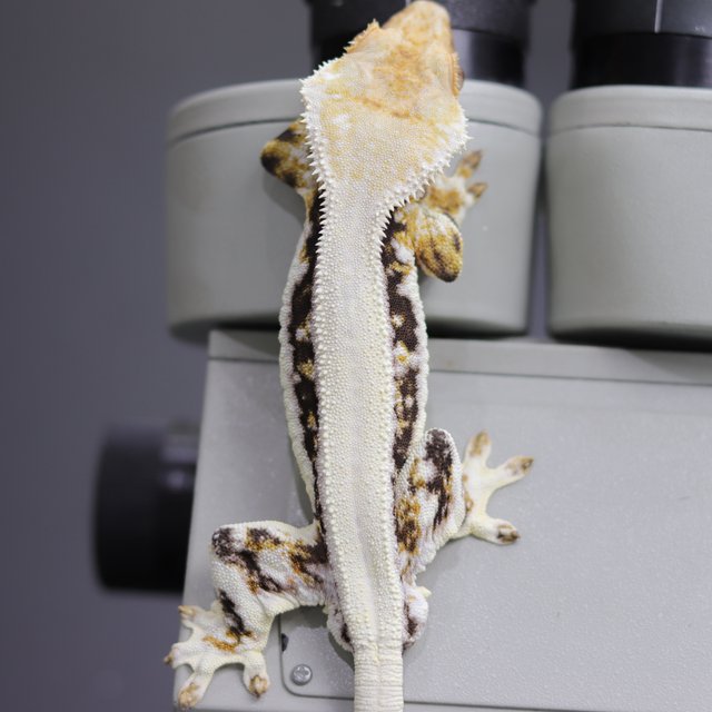 릴리화이트 솔리드백