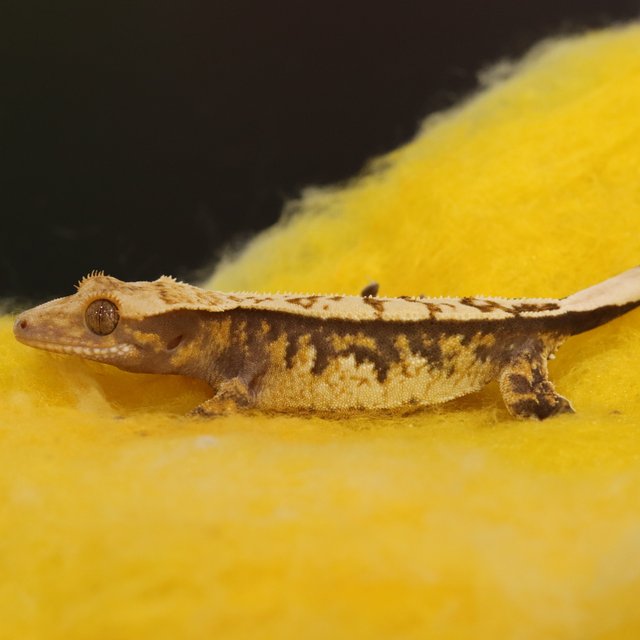 노멀 100%헷아잔틱