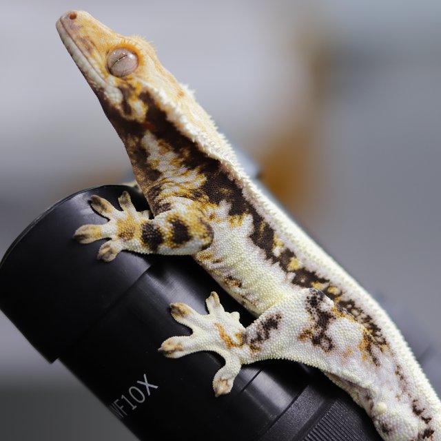 릴리화이트 솔리드백