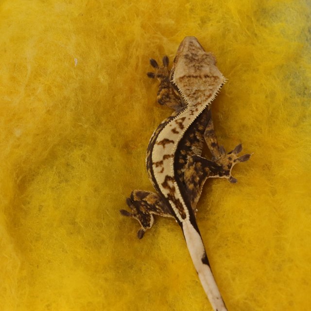 노멀 100%헷아잔틱