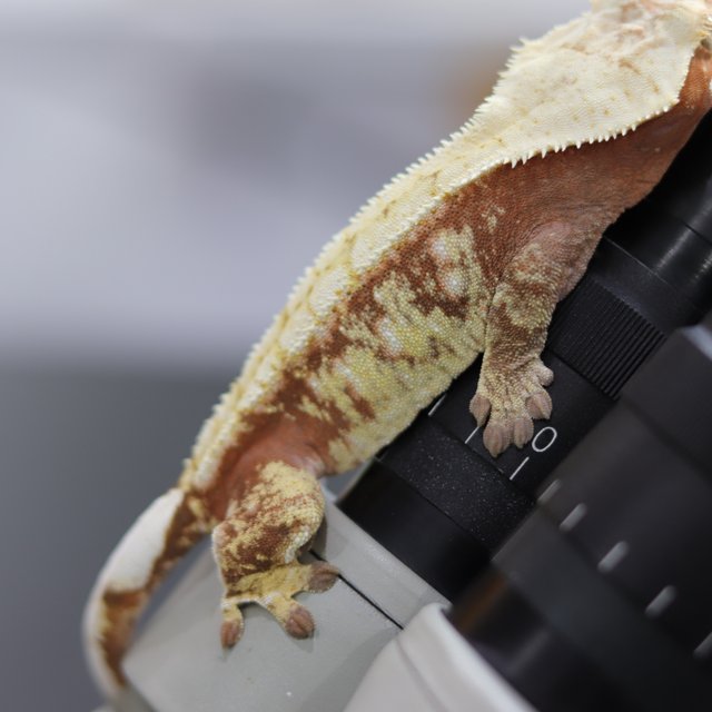 노멀 레드 트라이