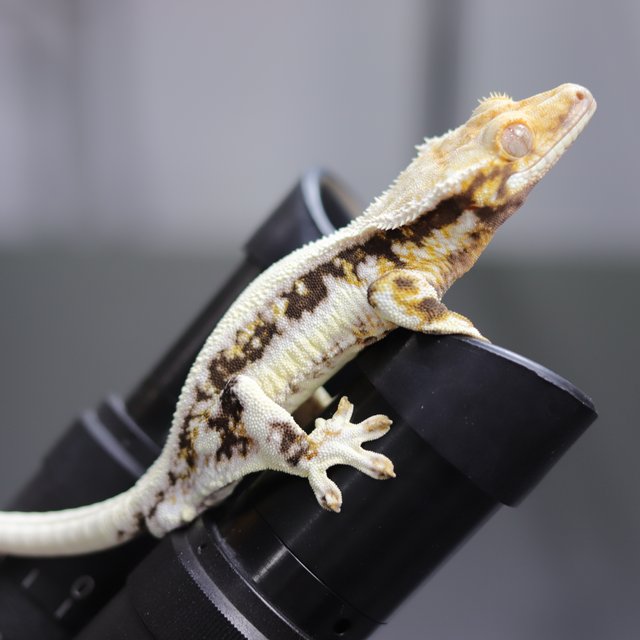 릴리화이트 솔리드백