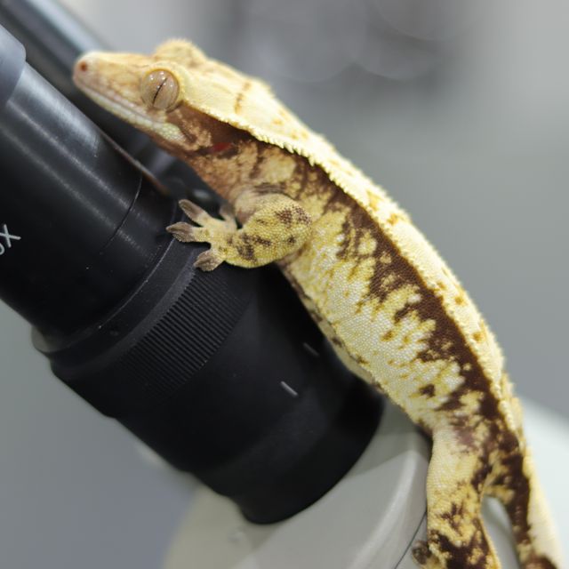 노멀 트라이 익스트림할리퀸