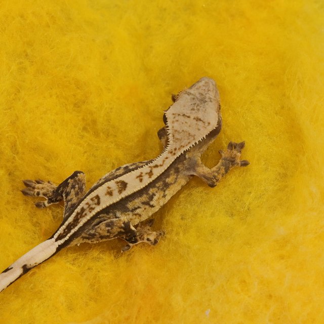 노멀 100%헷아잔틱