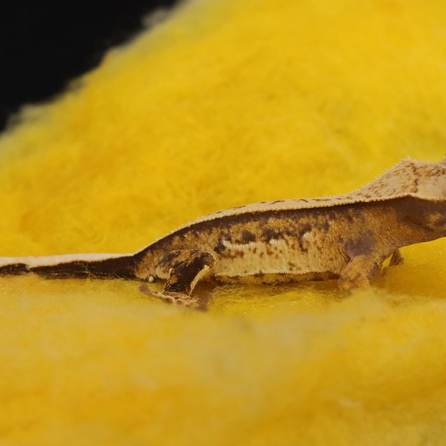 노멀 100%헷아잔틱