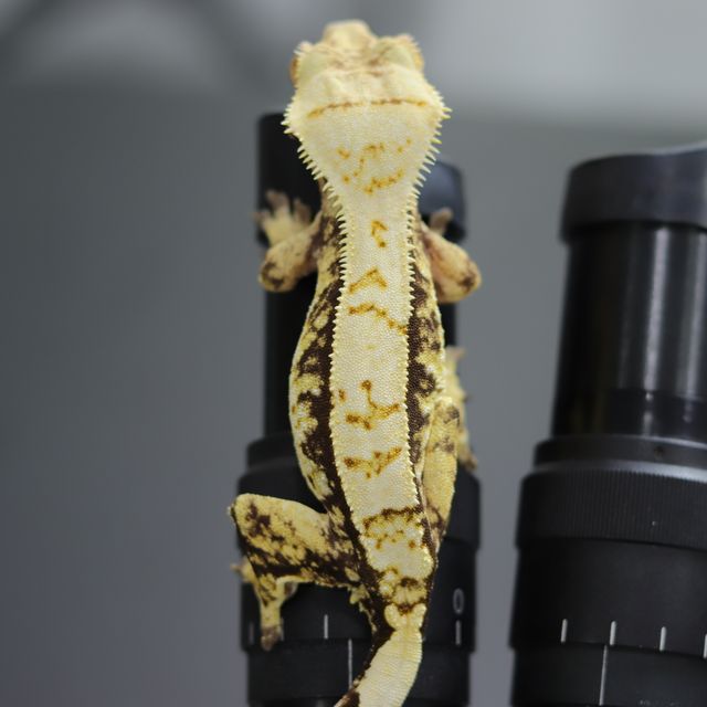 노멀 트라이 익스트림할리퀸