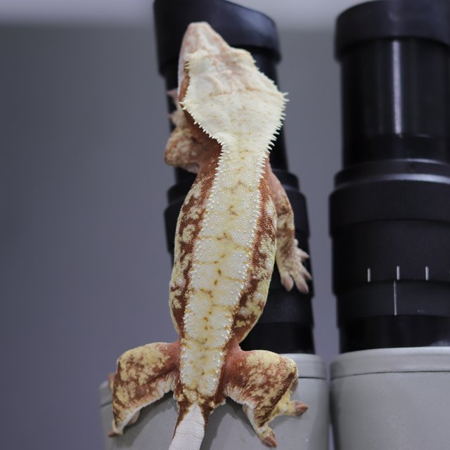 노멀 레드 트라이