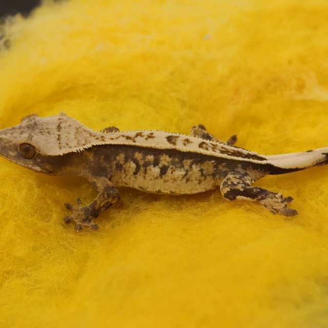 노멀 100%헷아잔틱