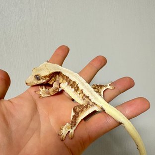 릴리화이트 트라이