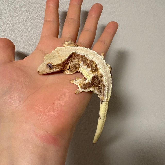 릴리화이트 트라이