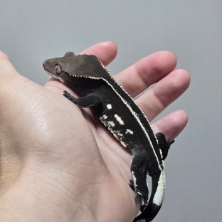 아잔틱