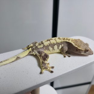 카푸치노 크림