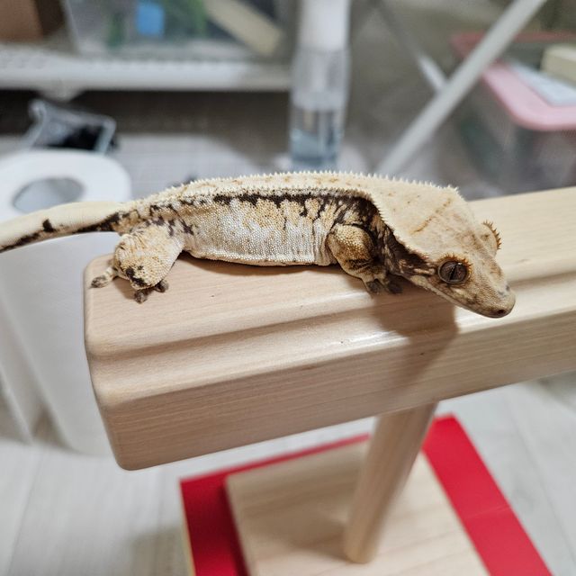 노멀 트라이