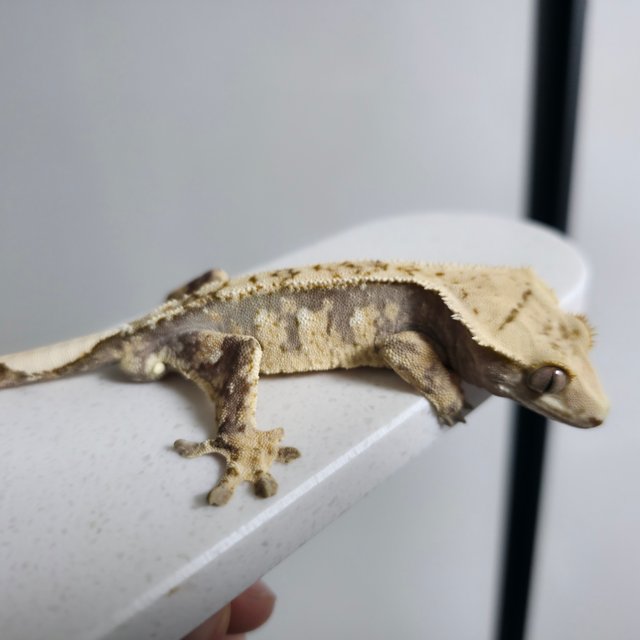 100%헷아잔틱 노멀