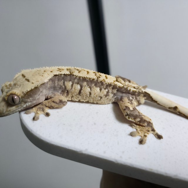 100%헷아잔틱 노멀