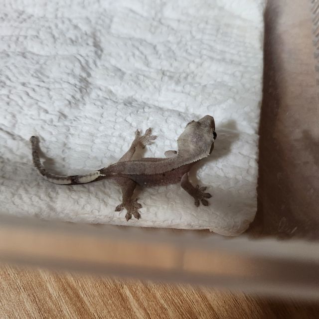 아잔틱