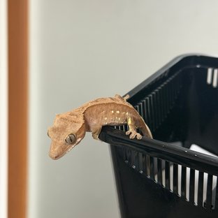 화이트포트홀 레드 바이 노멀