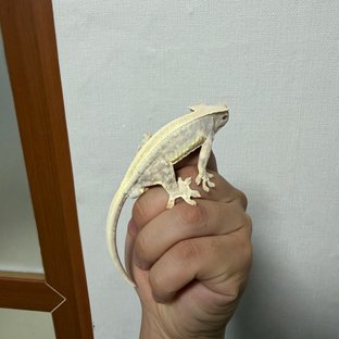 릴리화이트 솔리드백 풀핀 레드