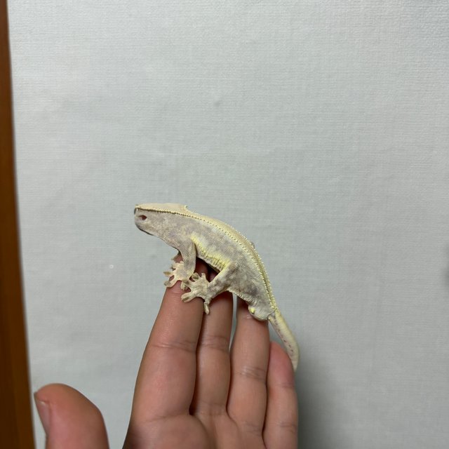 릴리화이트 솔리드백 풀핀 레드