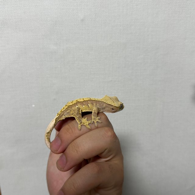 100%헷아잔틱 화이트포트홀