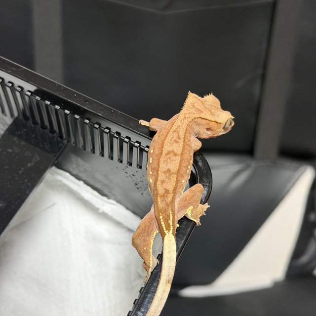 화이트포트홀 레드 바이 노멀