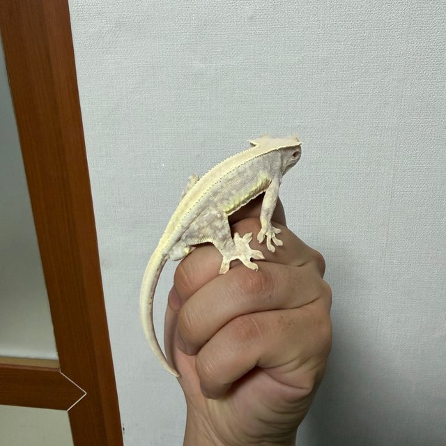 릴리화이트 솔리드백 풀핀 레드