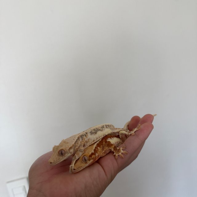 릴리화이트 솔리드백 풀핀 레드