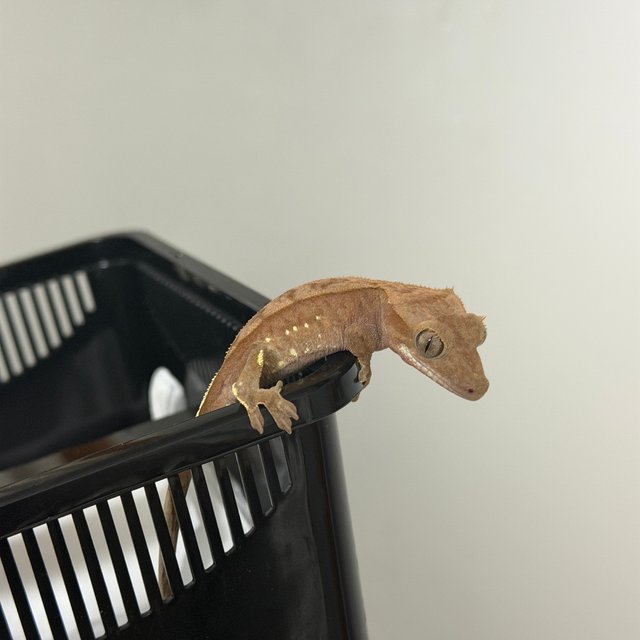 화이트포트홀 레드 바이 노멀