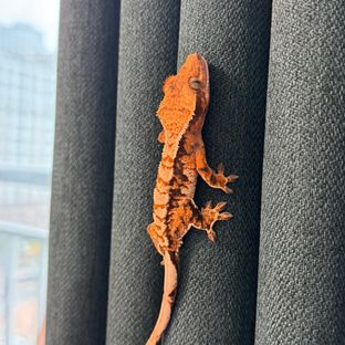 트라이 익스트림할리퀸