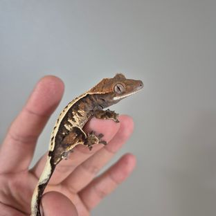 세이블