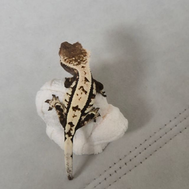 세이블