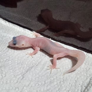 갤럭시 블리자드